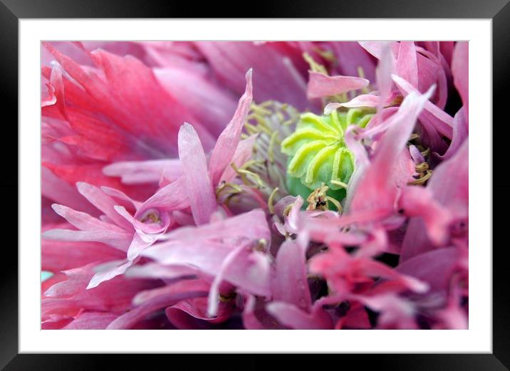 Pretty in Pink Framed Mounted Print by Karl Butler