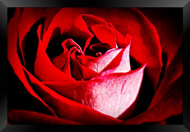 Roses are red.......... Framed Print by Karl Butler