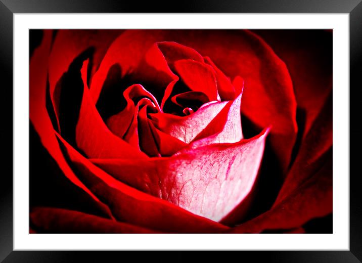Roses are red.......... Framed Mounted Print by Karl Butler