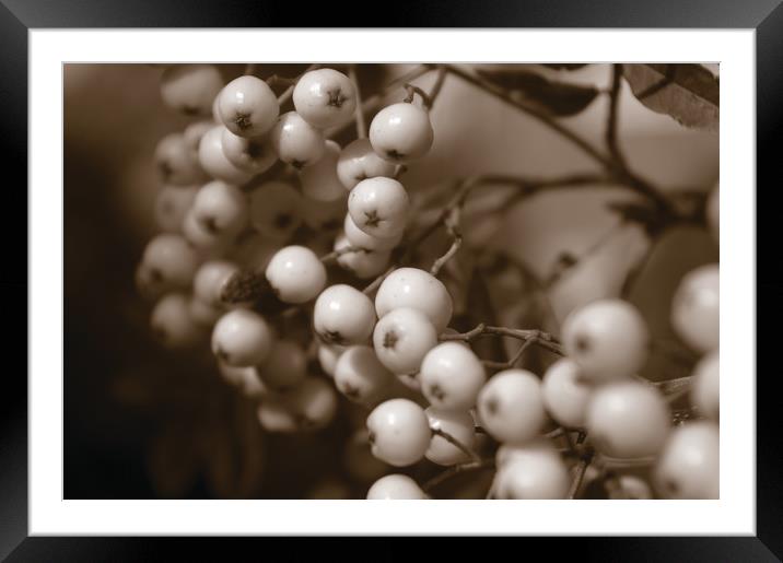 White Berries Framed Mounted Print by Karl Butler