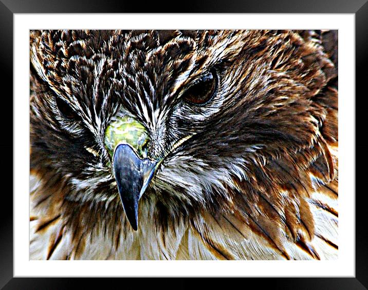 Buzzard beauty Framed Mounted Print by Karl Butler