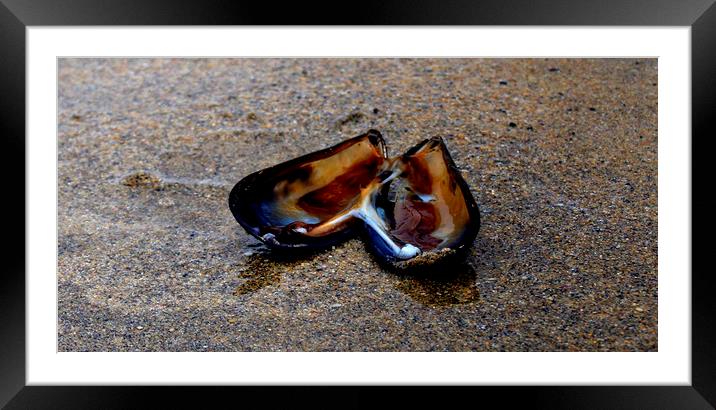 Shells by the seaside Framed Mounted Print by Karl Butler