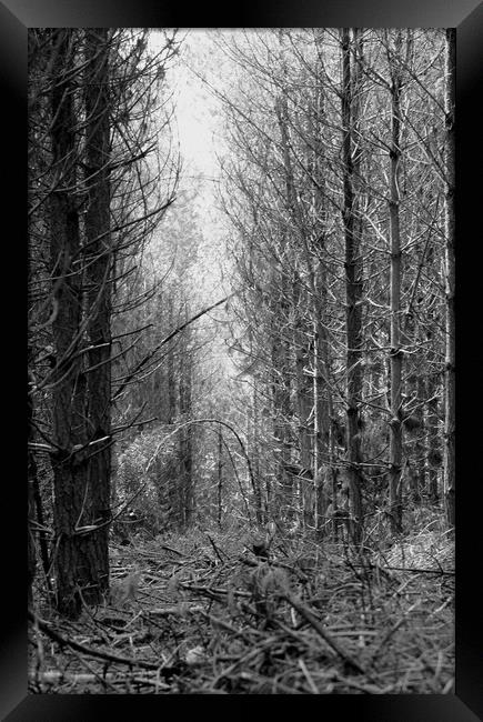 Can't see the wood for the trees Framed Print by Karl Butler