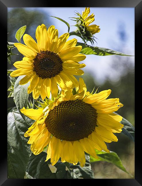 A Touch Of Sunshine Framed Print by Lynne Morris (Lswpp)