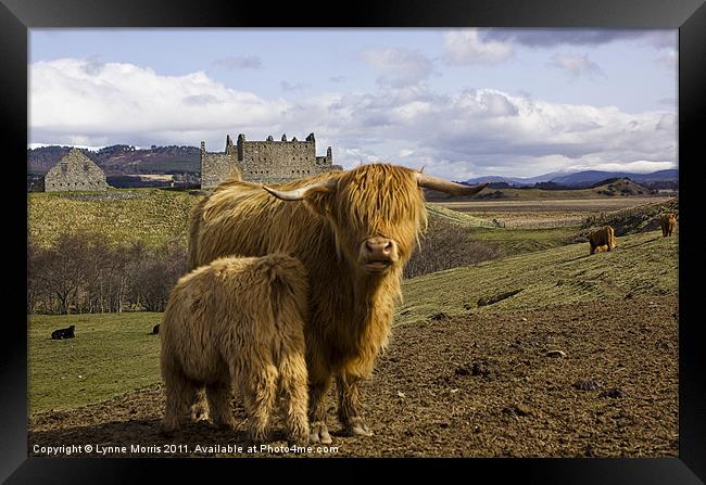 A Highland Scene Framed Print by Lynne Morris (Lswpp)