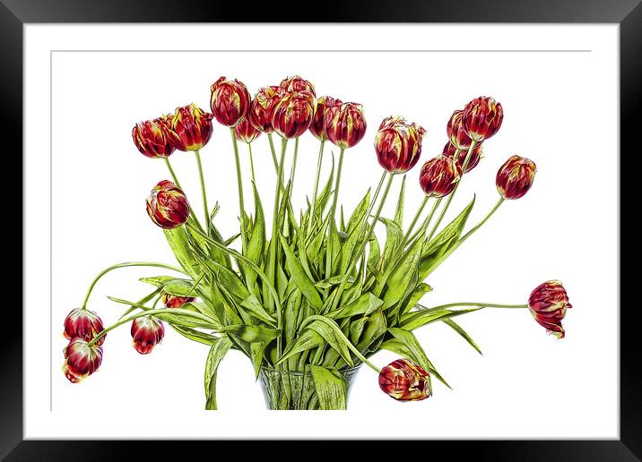 Tulips Framed Mounted Print by Lynne Morris (Lswpp)