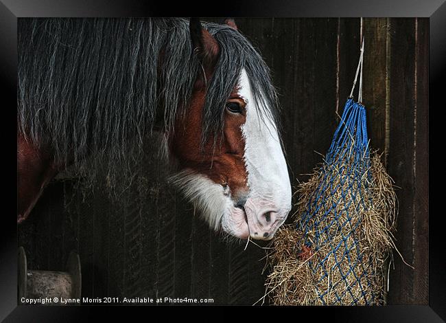 Feeding Time Framed Print by Lynne Morris (Lswpp)