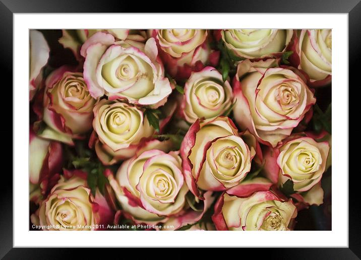 All Bunched Up Framed Mounted Print by Lynne Morris (Lswpp)