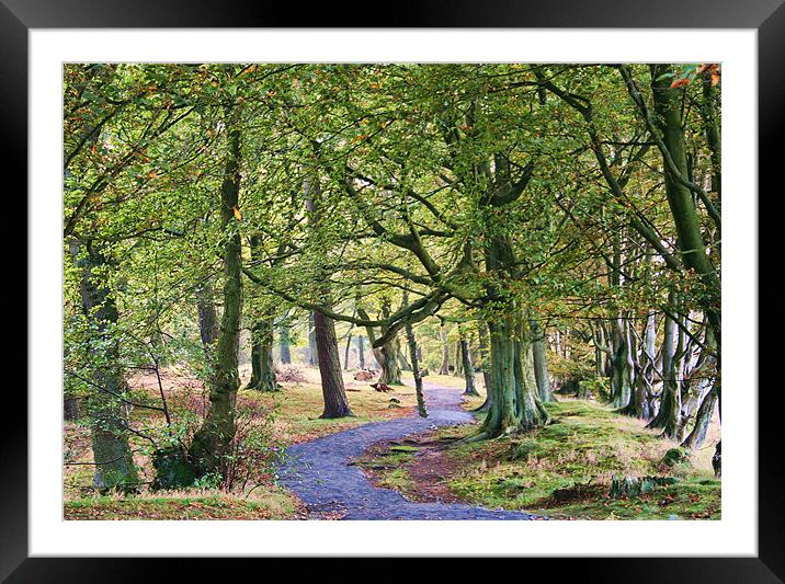 Woodland Walk Framed Mounted Print by Lynne Morris (Lswpp)