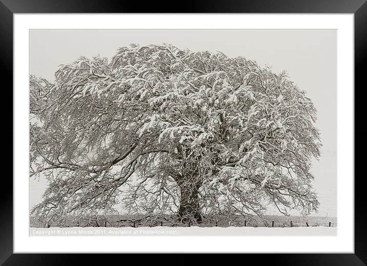 A Snow Oak Framed Mounted Print by Lynne Morris (Lswpp)