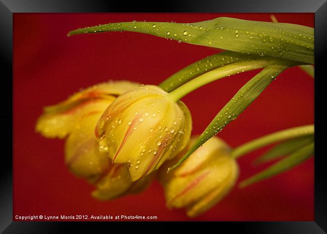 Tulips In The Rain Framed Print by Lynne Morris (Lswpp)