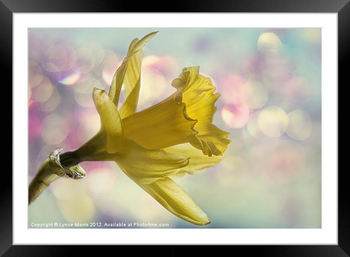 Dreaming Of Spring Framed Mounted Print by Lynne Morris (Lswpp)