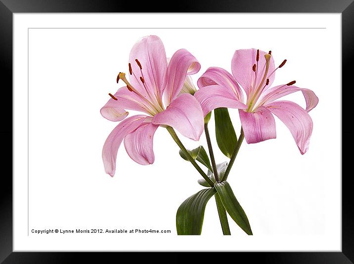 Pink Lillies Framed Mounted Print by Lynne Morris (Lswpp)