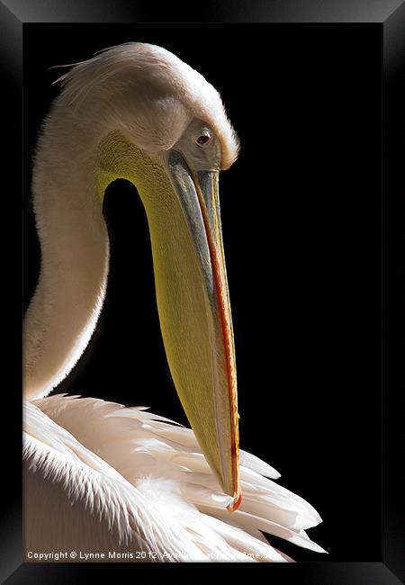 Pelican Portrait Framed Print by Lynne Morris (Lswpp)