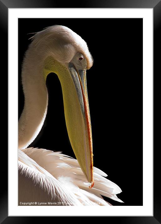 Pelican Portrait Framed Mounted Print by Lynne Morris (Lswpp)