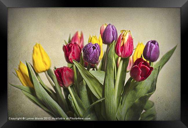 Colours Of Spring Framed Print by Lynne Morris (Lswpp)