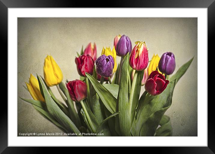 Colours Of Spring Framed Mounted Print by Lynne Morris (Lswpp)
