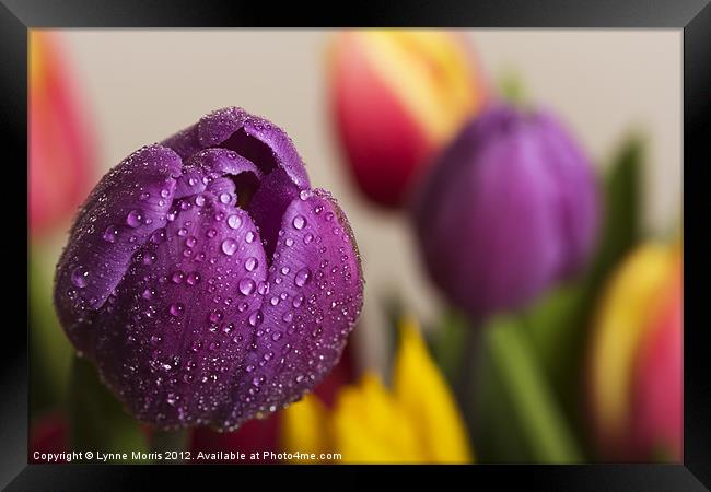 Spring Colours Framed Print by Lynne Morris (Lswpp)