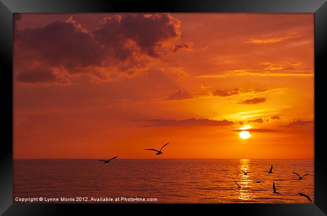 Birds At Sunset Framed Print by Lynne Morris (Lswpp)