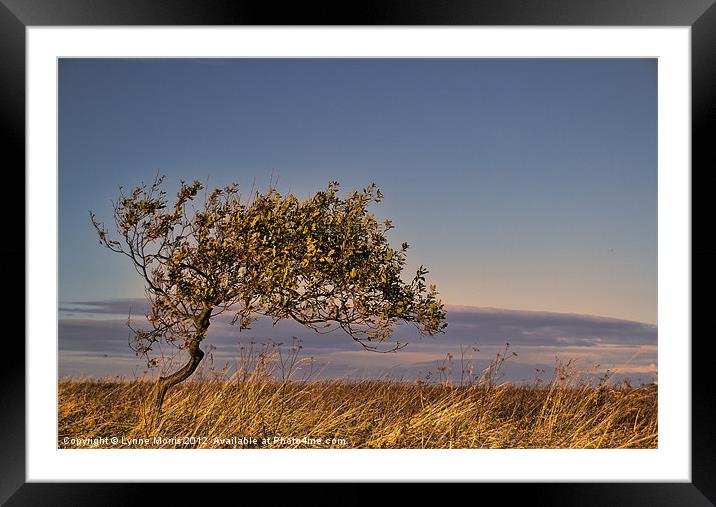 A Lone Tree Framed Mounted Print by Lynne Morris (Lswpp)