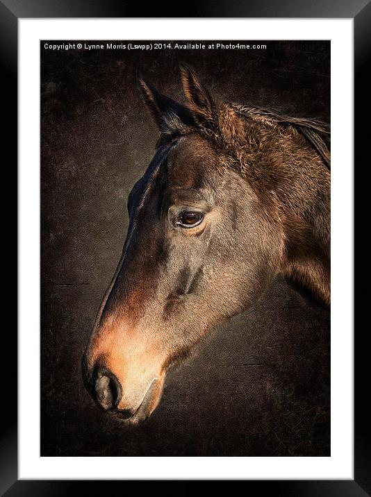  Portrait Of A Horse Framed Mounted Print by Lynne Morris (Lswpp)