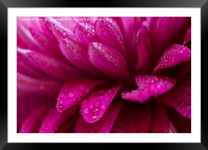  Pretty pink petals with morning dew Framed Mounted Print by Lynne Morris (Lswpp)