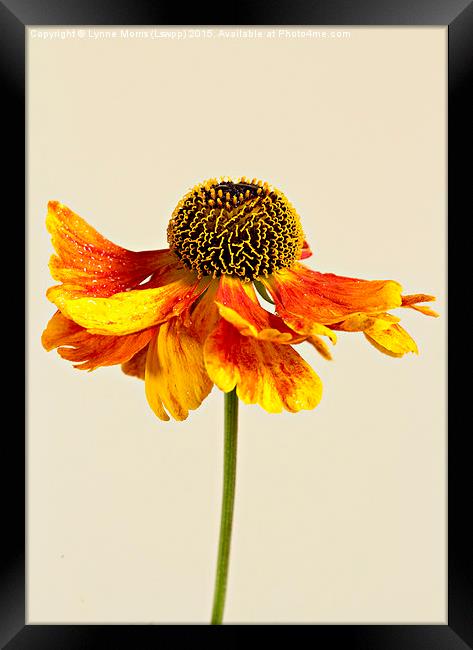  Single flower, orange coneahead, helenium Framed Print by Lynne Morris (Lswpp)