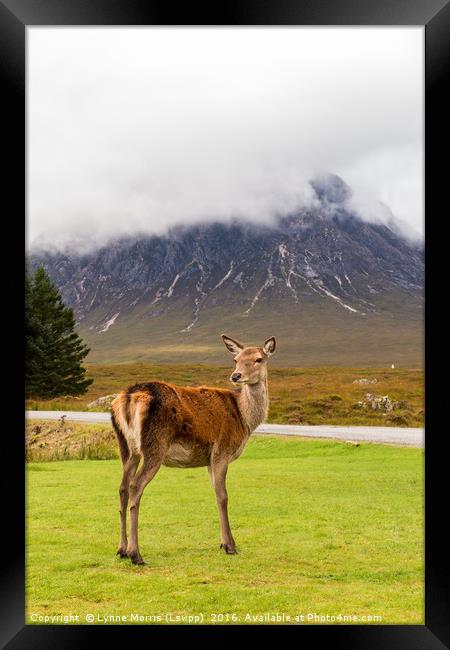 A Deer in Glencoe Framed Print by Lynne Morris (Lswpp)