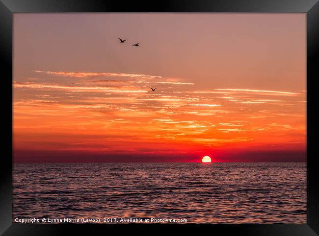 Birds at sunset Framed Print by Lynne Morris (Lswpp)