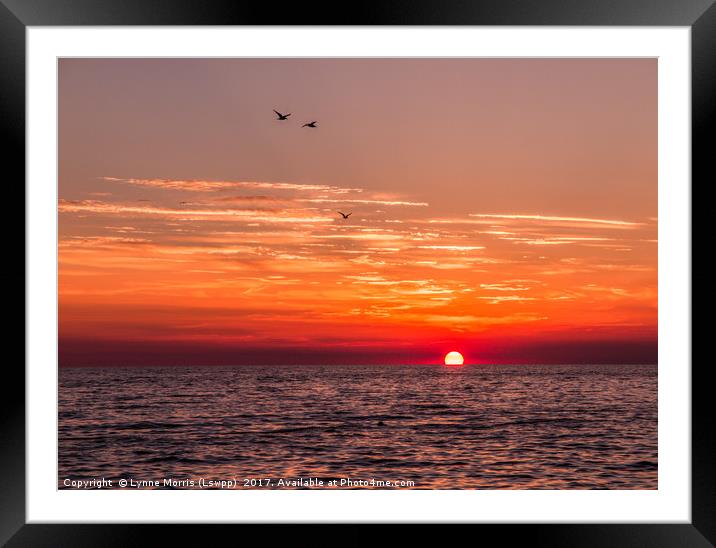 Birds at sunset Framed Mounted Print by Lynne Morris (Lswpp)