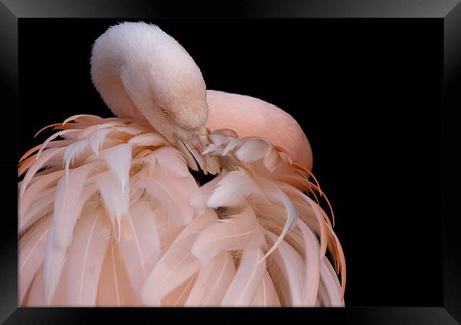 Preening Framed Print by Lynne Morris (Lswpp)