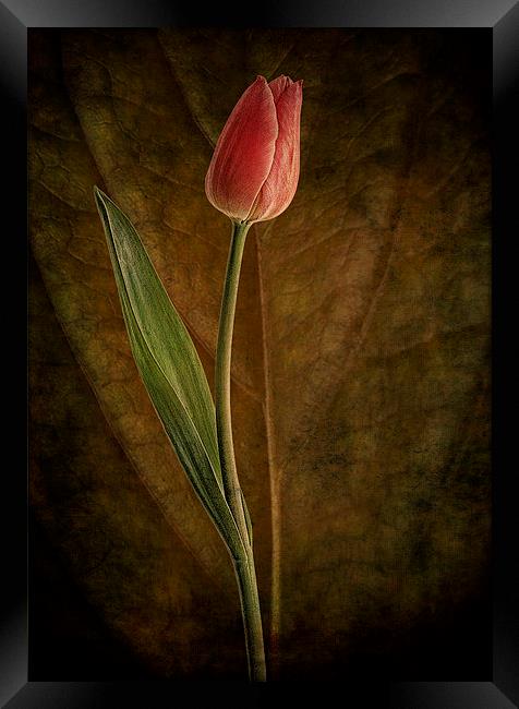 A single tulip Framed Print by Eddie John