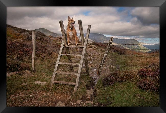 Leader of the pack Framed Print by Eddie John