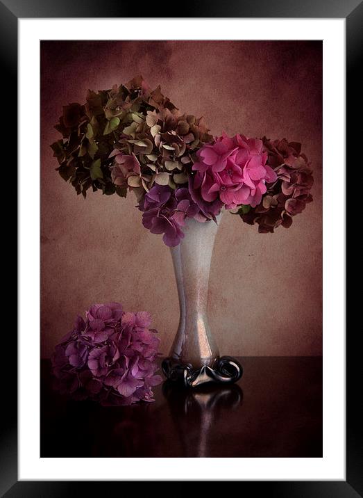  Hydrangea in vase Framed Mounted Print by Eddie John