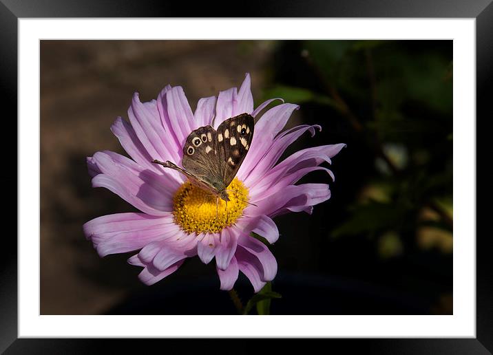   Speckled Wood butterfly Framed Mounted Print by Eddie John