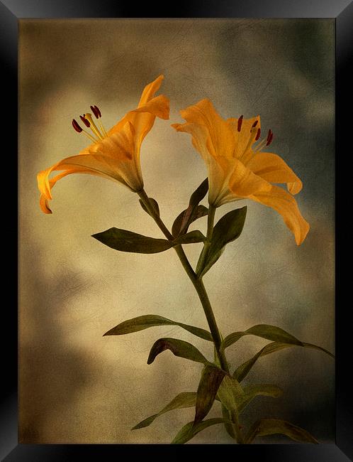 Yellow Lily on stem Framed Print by Eddie John