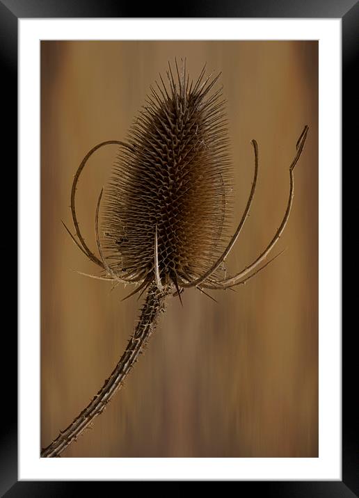  Teazle wild plant Framed Mounted Print by Eddie John