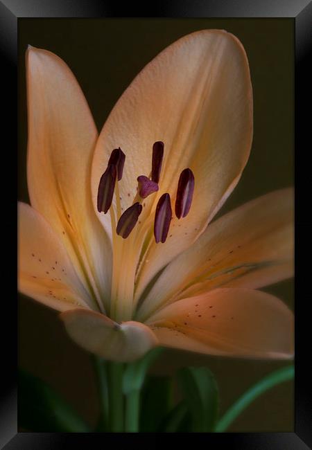  lily with yellow petals  Framed Print by Eddie John
