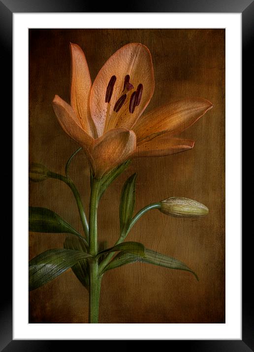  lily flower in bloom Framed Mounted Print by Eddie John