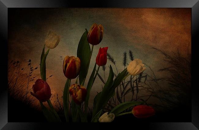  Tulips and grasses Framed Print by Eddie John