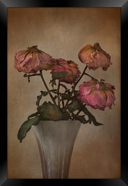  Withering Roses  Framed Print by Eddie John
