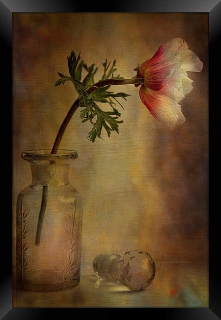  Anemone  Framed Print by Eddie John