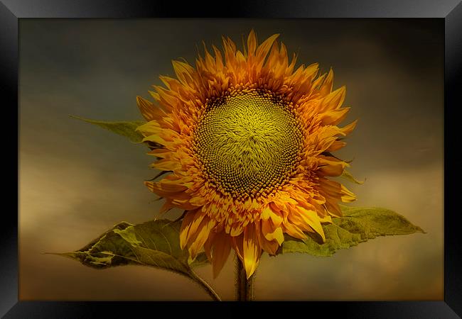  Sunflower Framed Print by Eddie John