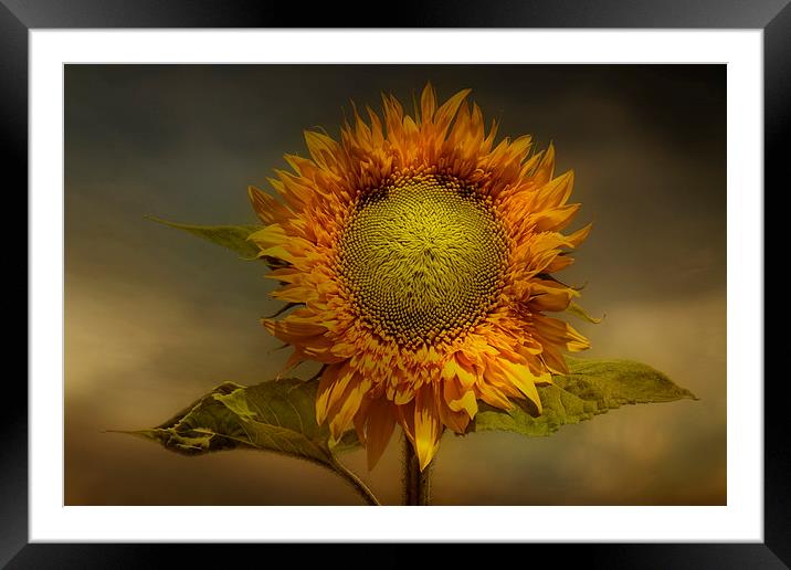  Sunflower Framed Mounted Print by Eddie John