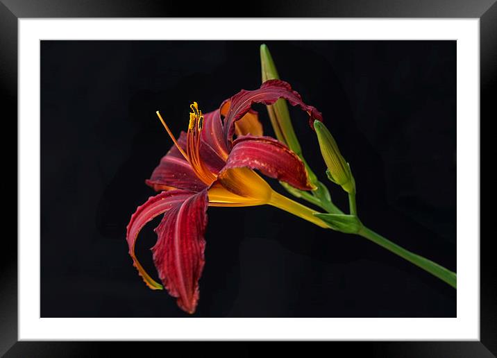  lily hemerocallis hybrid red Framed Mounted Print by Eddie John