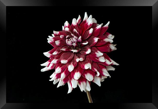  dahlia with red and white petals Framed Print by Eddie John