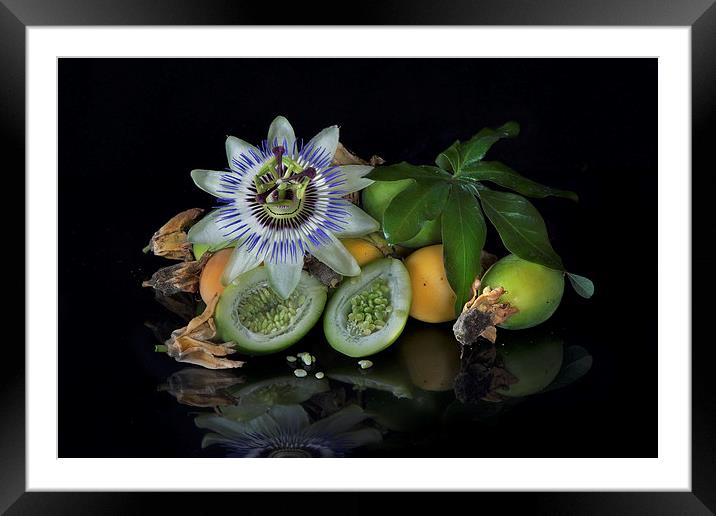 Passion flower and fruit Framed Mounted Print by Eddie John