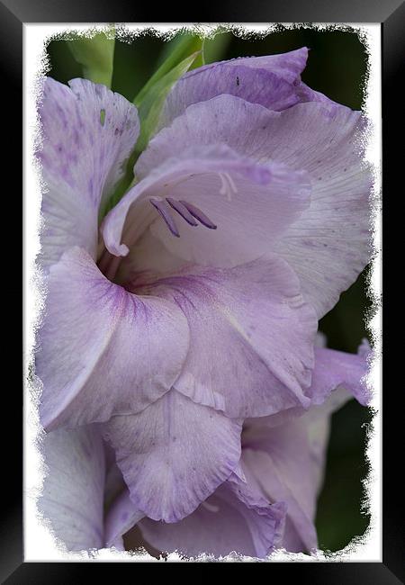  Purple gladioli Framed Print by Eddie John