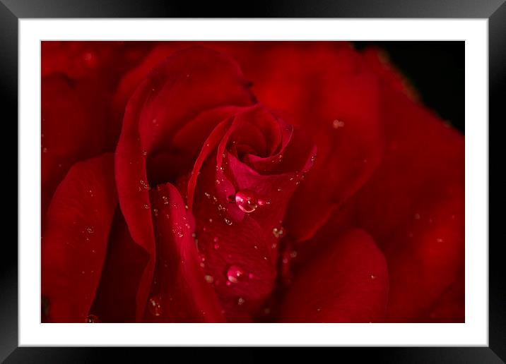  Red rose Framed Mounted Print by Eddie John