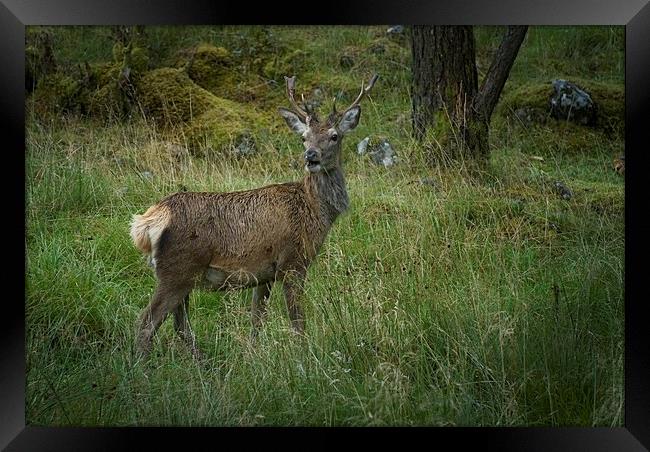 Deer in Glen Etive Scotland Framed Print by Eddie John